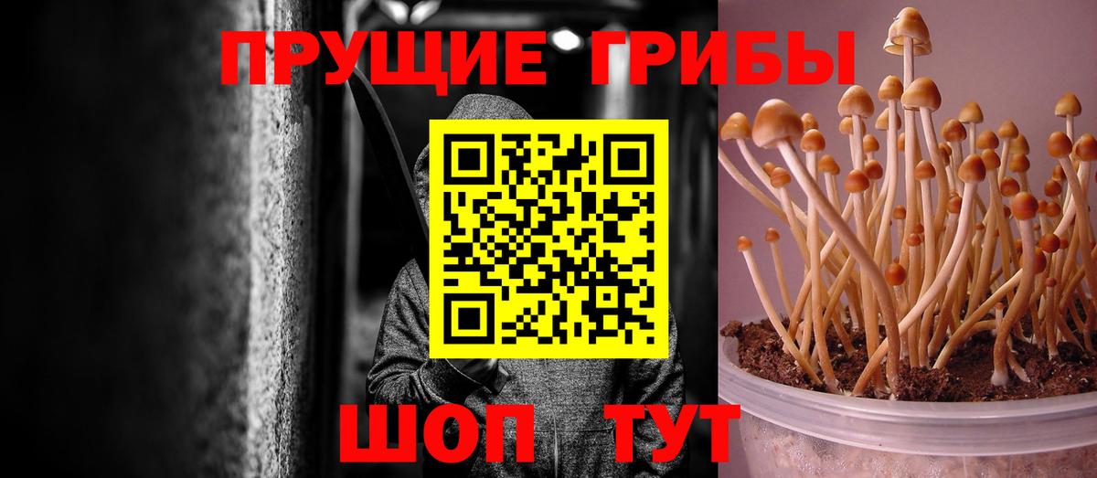 Губкин  где найти   Вход с VPN  Галлюциногенные грибы прущие грибы  Псилоцибиновые грибы Cubensis 